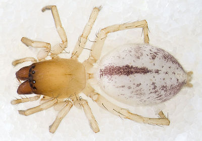 Clubiona-genevensis Sardinien-Bosa 13-04 03.jpg