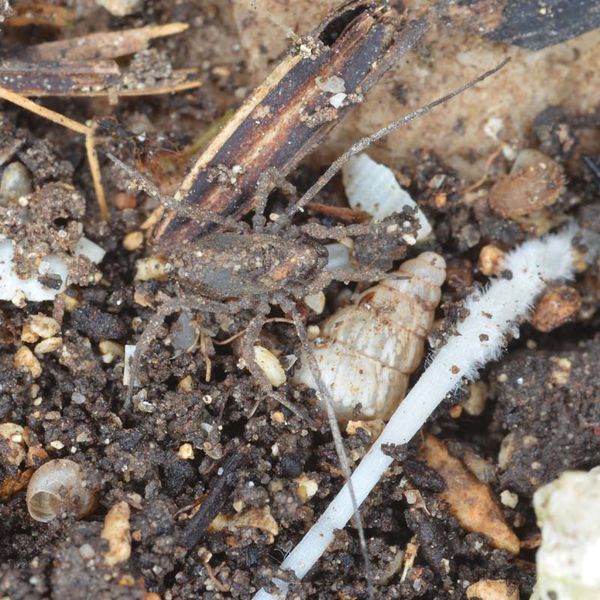 Datei:Dicranolasma soerensenii (3).jpg