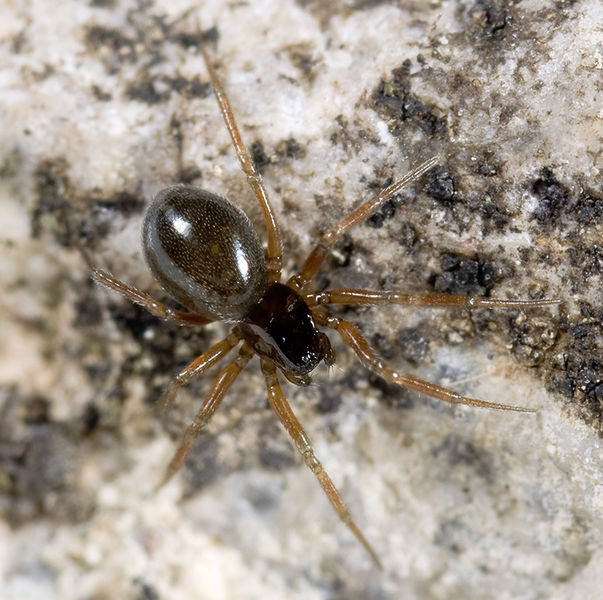 Datei:Dismodicus-elevatus Dammbachsgrund 09-07 01.jpg