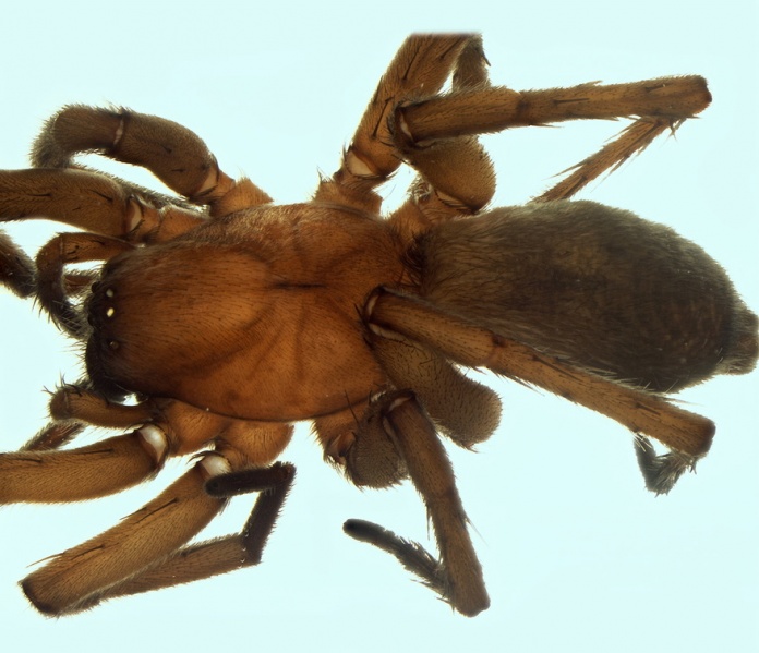 Datei:Drassodes inermis female 20171028123605-a0765a19-me.jpg