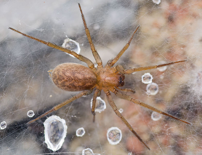 Datei:Eratigena-fuesslini StThomas 15-10 01-female.jpg