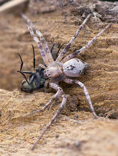 Philodromus-hierroensis Teneriffa-LasCasas 15-03 01-safemale.jpg