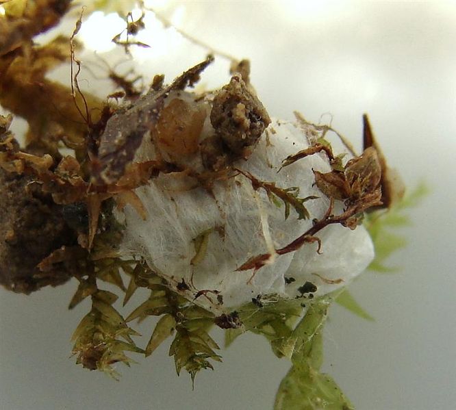 Datei:Phlegra fasciata Kokon.JPG