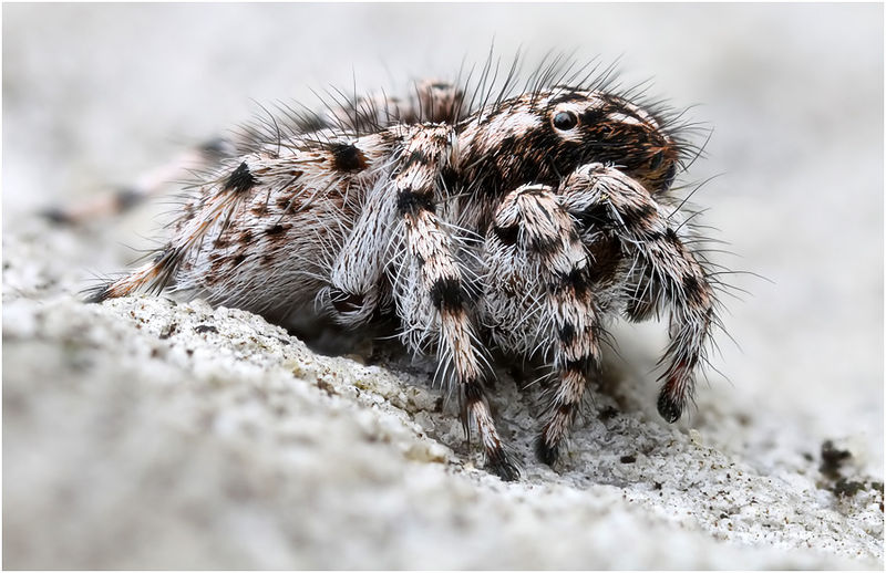 Datei:Aelurillus balearus Male lateral Schaefer.jpg