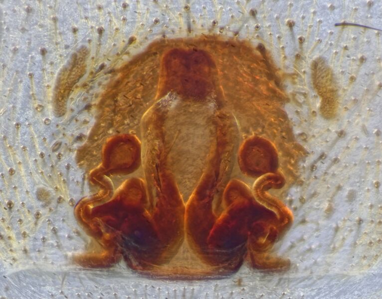 Datei:Alopecosa pulverulenta-2022-ml-Vulva.jpg