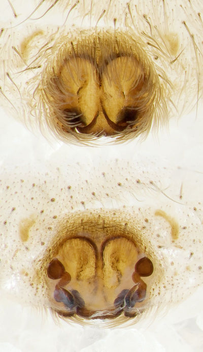 Arctosa-personata Portugal-Steppe 12-04 02-Epig-Vulva.jpg