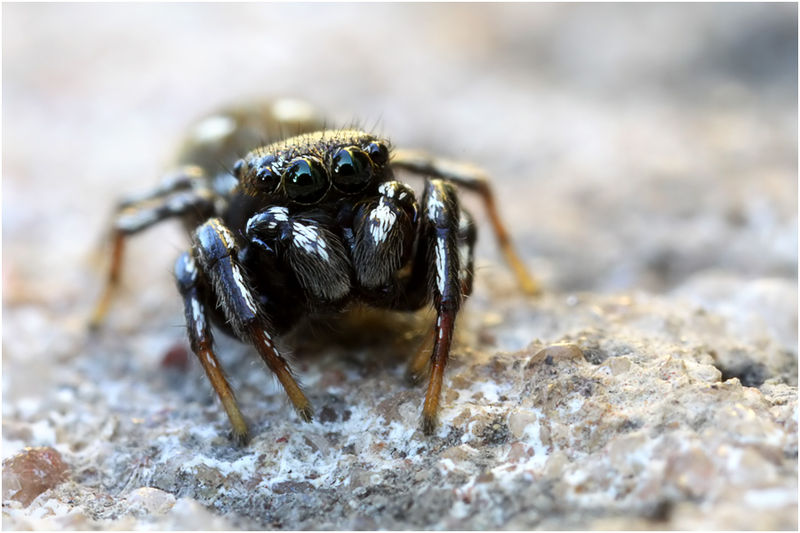 Datei:Heliophanus apiatus male frontal Schaefer.jpg