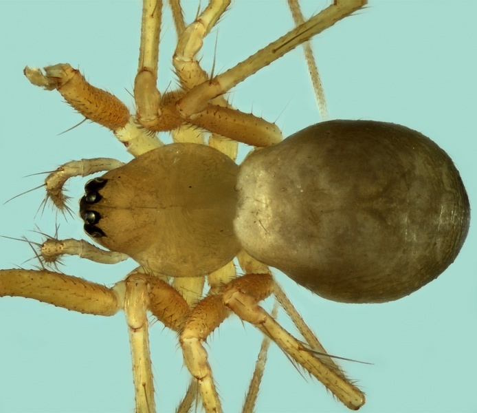 Datei:Palliduphantes stygius femal 20171218203255-f630888d-me.jpg