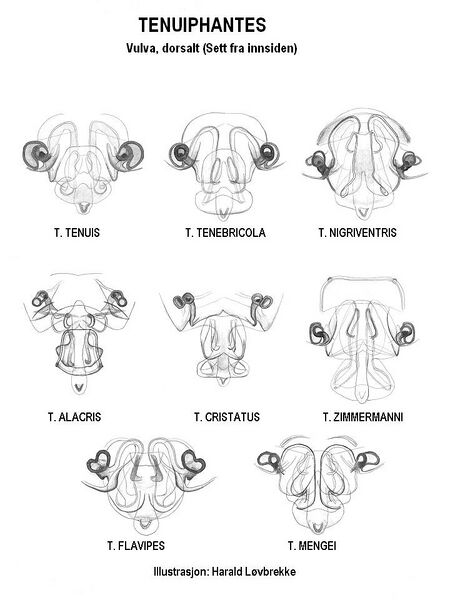 Datei:13 Tenuiphantes, vulva,dorsalt HLovbrekke.jpg
