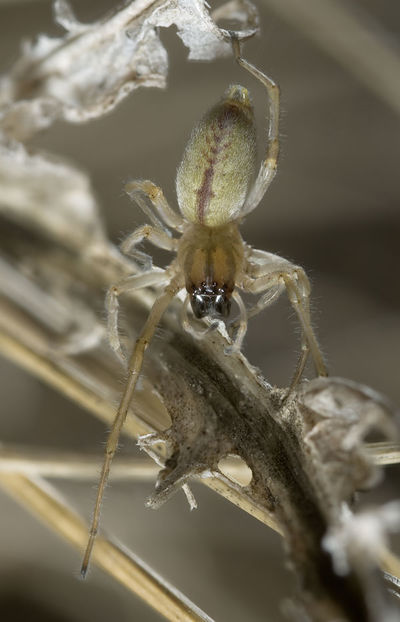 Cheiracanthium-pelasgicum Portugal-Periero 12-04 03.jpg