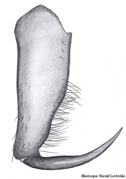 Datei:Cheiracanthium erraticum chelizere male HLovbrekke.jpg