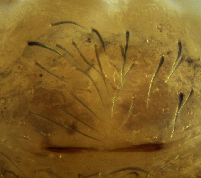Datei:Iberina difficilis Epigyne 20180111181716-fcf81623.jpg