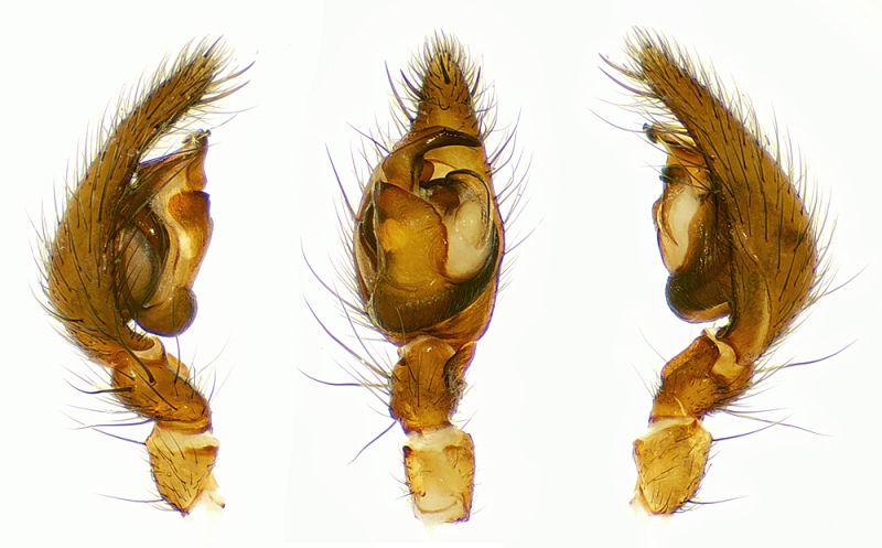 Datei:Inermocoelotes-inermis.jpg