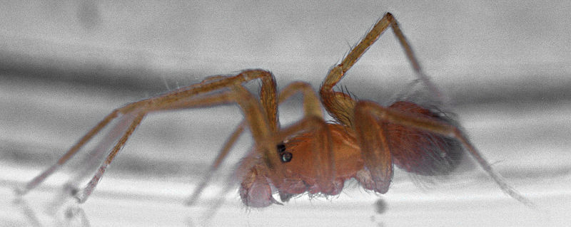 Datei:Orchestina longipes Wolff m lateral.jpg