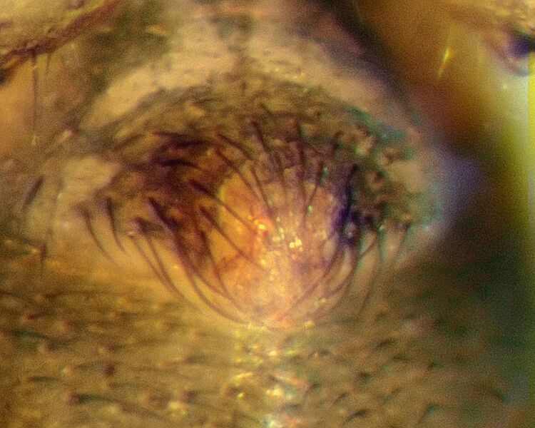 Datei:Palliduphantes-ericaeus-epi.jpg