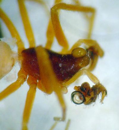 Walckenaeria capito 4 1024.jpg