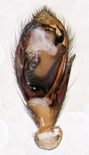 Datei:Zelotes-clivicola Paulinzella-5332 16-07 04-ped.jpg