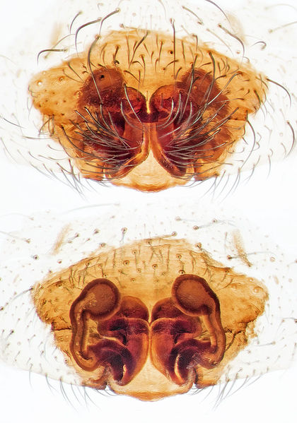 Datei:Alopecosa-accentuata Ettersberg-4933 16-06 01-EpigVulva.jpg