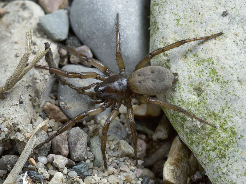 Datei:Gnaphosa-dolosa Portugal-Bach 12-04 02.jpg