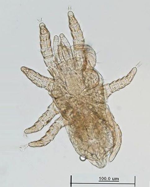 Datei:Hemipteroseius adleri A4992 O0119.JPG