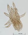 Hemipteroseius adleri A4992 O0119.JPG