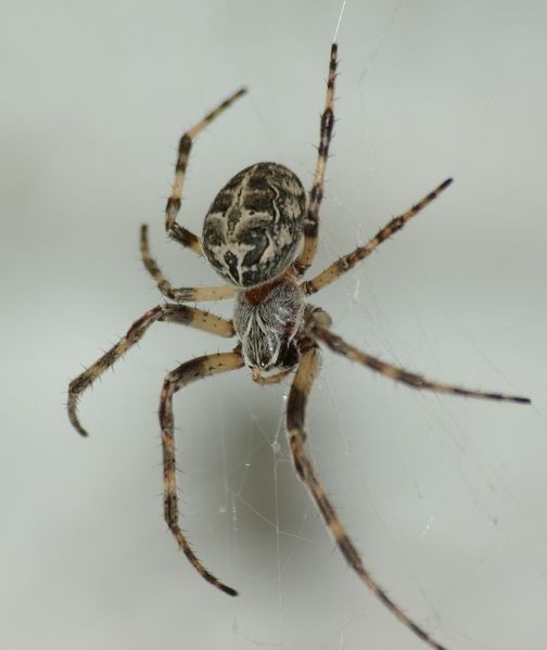 Datei:Larinioides sclopetarius female P0044.JPG