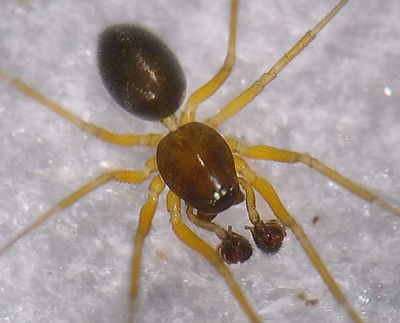 Meioneta equestris 1024.jpg