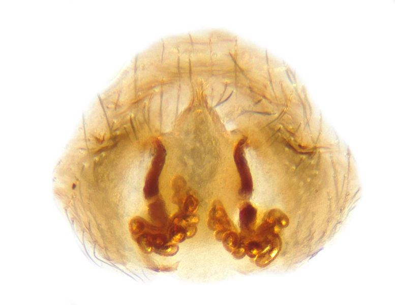 Datei:Pandava laminata2.jpg
