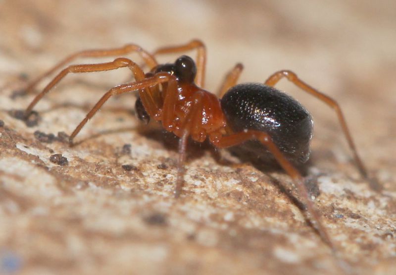 Datei:Pelecopsis bucephala m la FBroekhuis.jpg