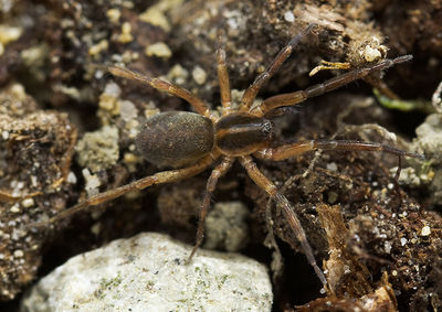 Scotina-celans Rotenstein-5135 10-10 01.jpg