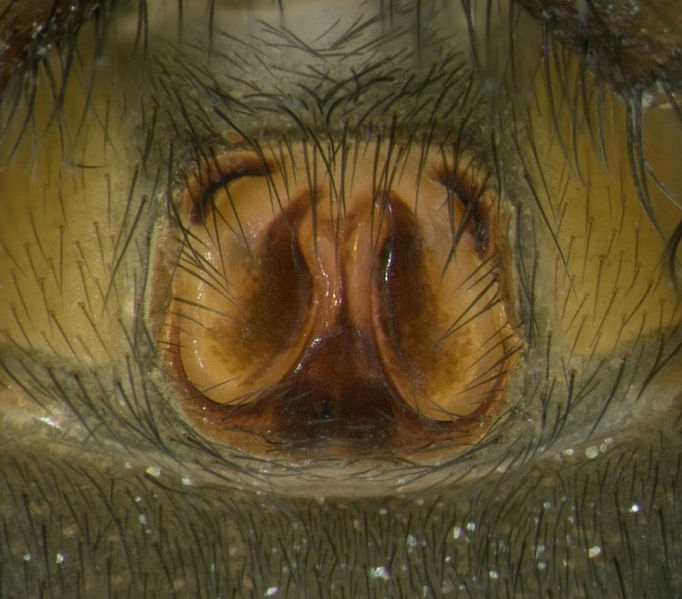 Datei:Zelotes-thorelli Marseille 13-04 03-Epig.jpg