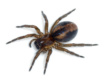 Arctobius agelenoides female 1 600.jpg