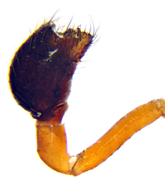 Datei:Argyrodes argyrodes male A5863 PM1981.jpg