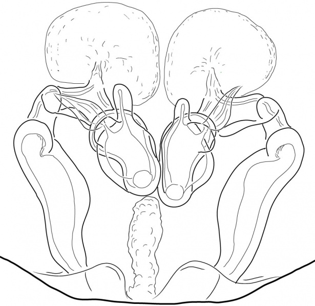 Datei:ClubionaTerrestrisEpigyneDorsalDrawing.jpg