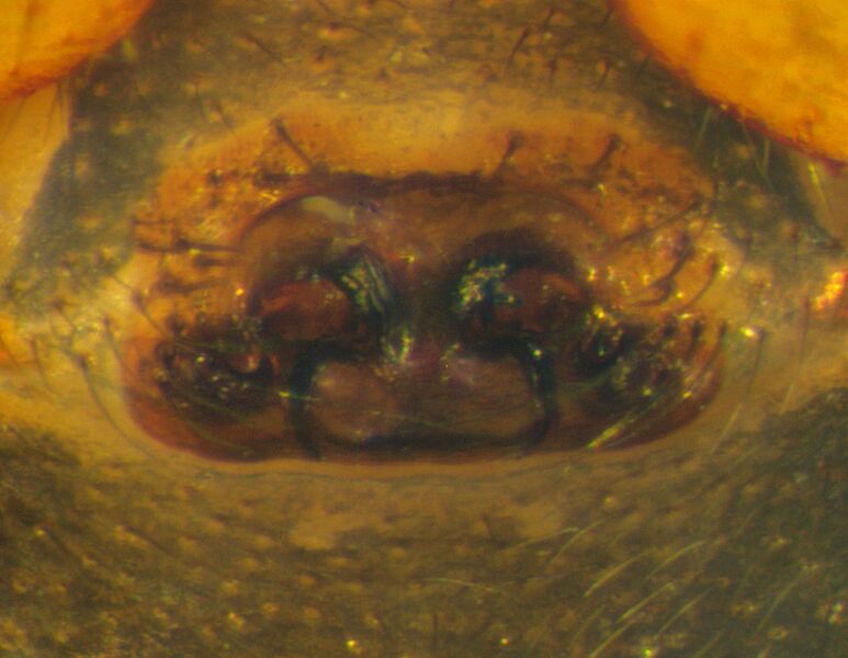 Datei:Gonatium hilare Epigyne.jpg