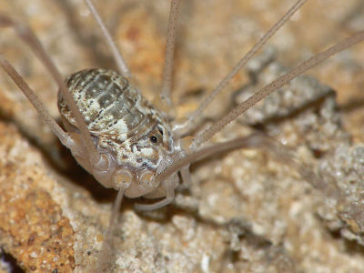 Leiobunum religiosum 8 1024.jpg