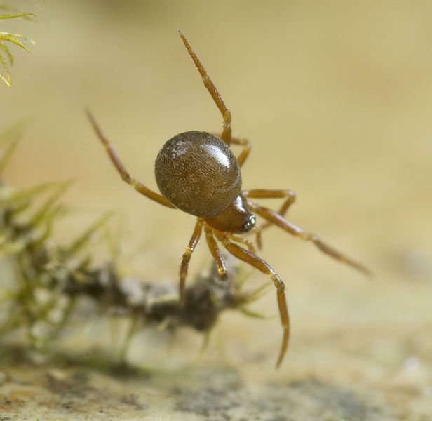 Datei:Pholcomma-gibbum Reinstaedt 10-04 01.jpg