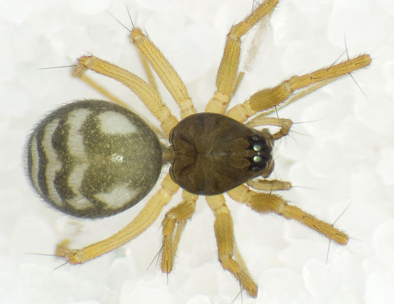 Datei:Tenuiphantes-flavipes Belvedere-5034 11-01 01.jpg