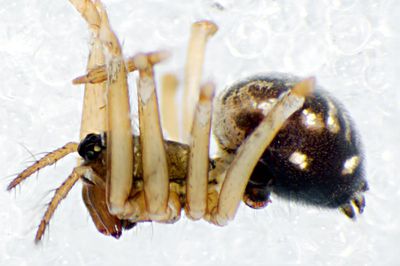 Wa f Finnmark 26.07.11-063-8 lateral.jpg