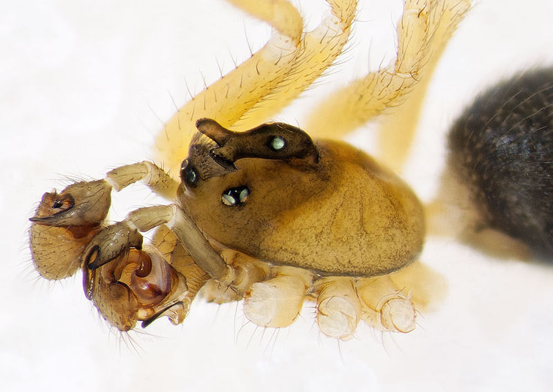 Datei:Walckenaeria-furcillata Puettberge 15-05 02-male.jpg