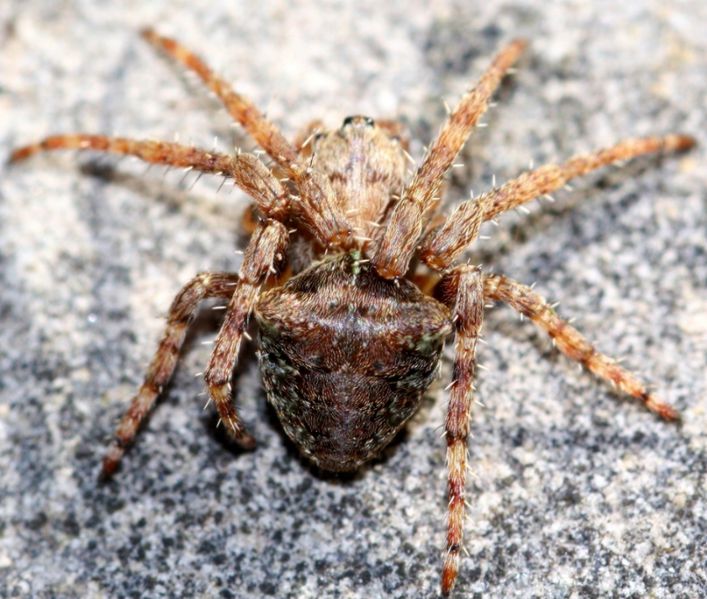 Datei:2omoeda Allgäu 10.11.JPG