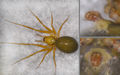 Anguliphantes angulipalpis 4 1024.jpg