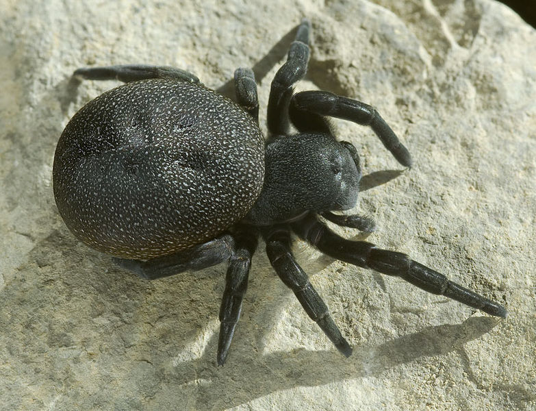 Datei:Eresus-walckenaeri GR-Igounemitsa 11-01 02.jpg