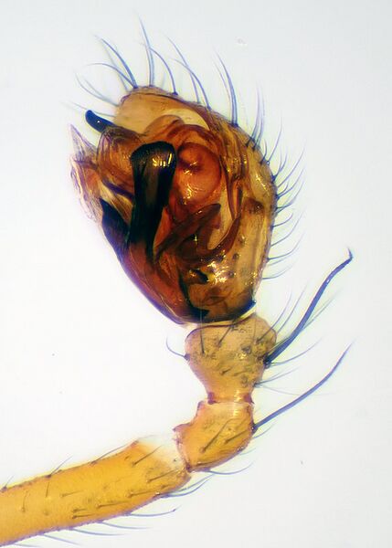 Datei:Palliduphantes-pallidus.jpg