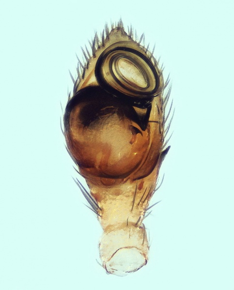 Datei:Setaphis parvula male 20160613092500-f383849b-me.jpg