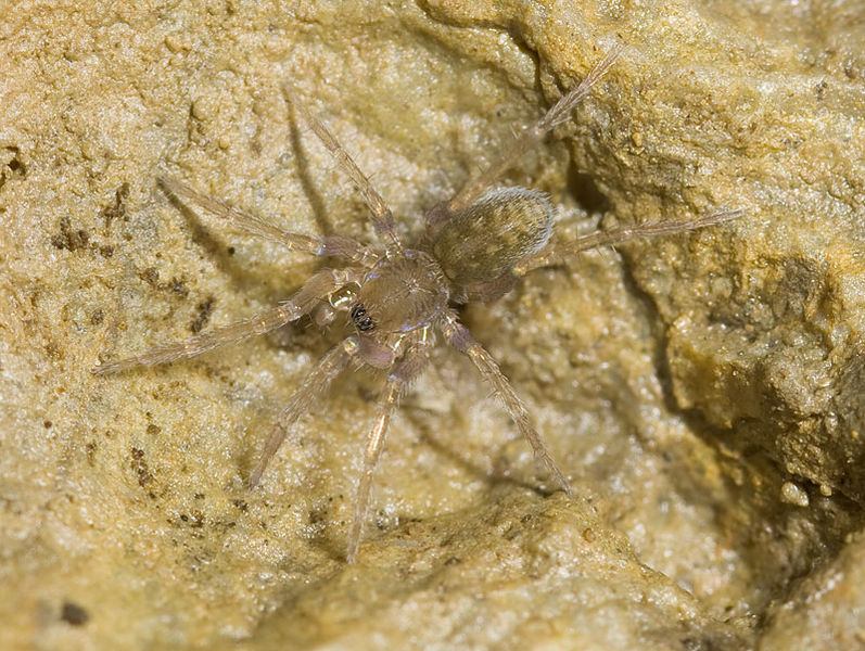 Datei:Apostenus fuscus Diebskammer 10-04 01.jpg