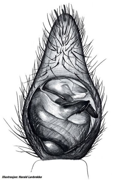 Datei:Arctosa leopardus palp und HLovbrekke.jpg