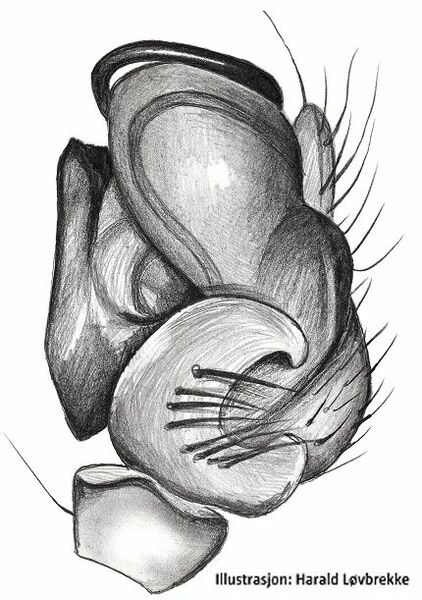 Datei:Bathyphantes eumenis palp retrolat HLovbrekke.jpg