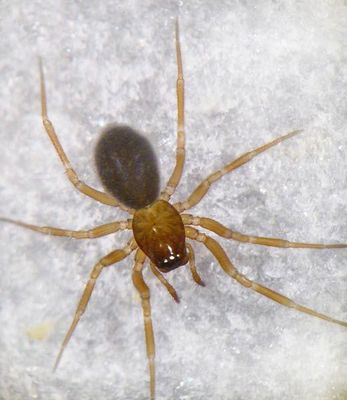 Collinsia inerrans f 1024.jpg
