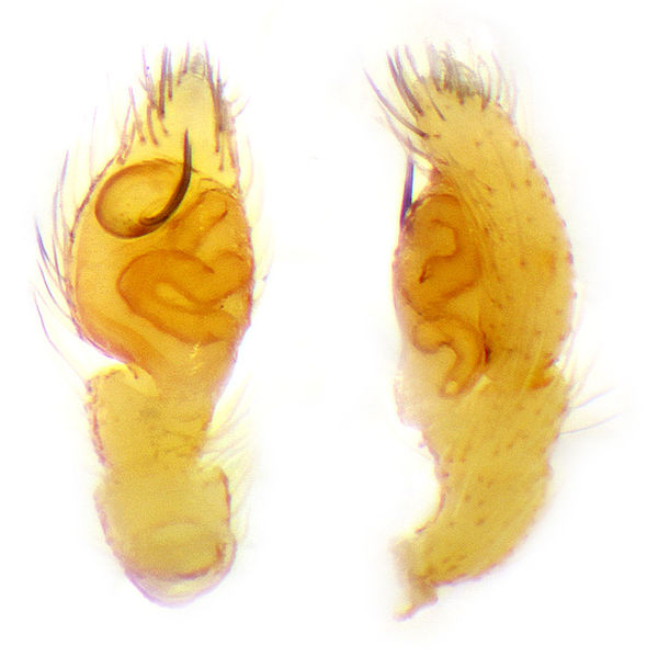 Datei:Euophrys gambosa Palp Schaefer.jpg